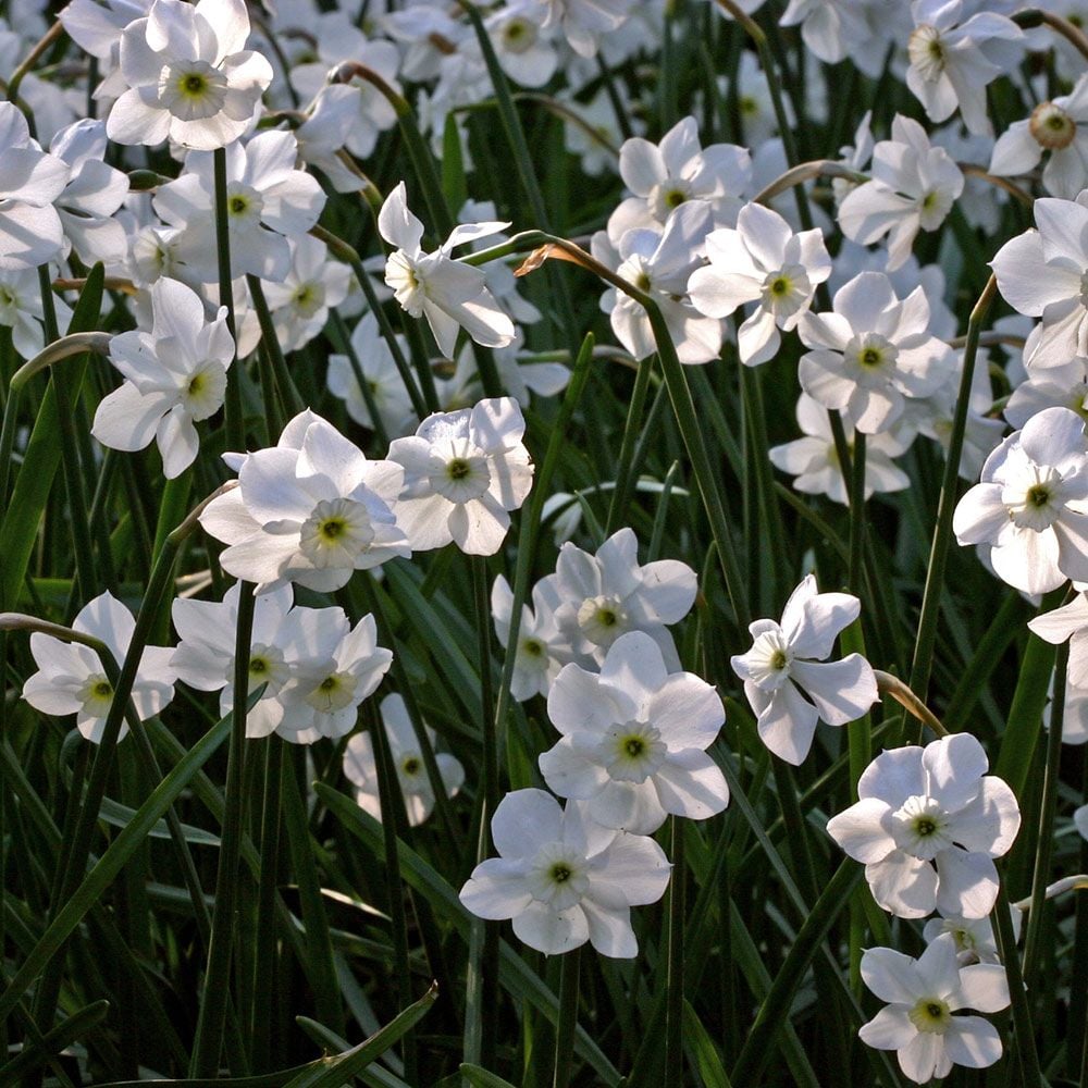 White Trumpet Solo Daffodil Mix