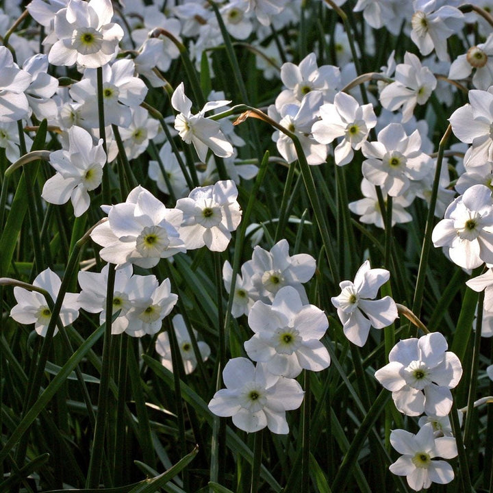 White Trumpet Solo Daffodil Mix