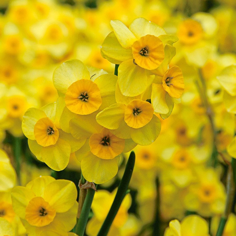 Scent of Spring Daffodil Mix