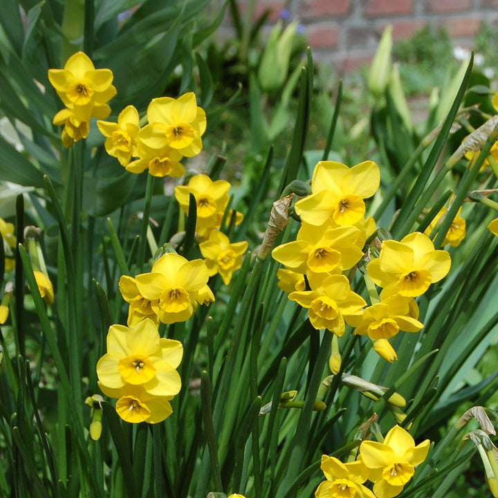 Narcissus 'Kokopelli'