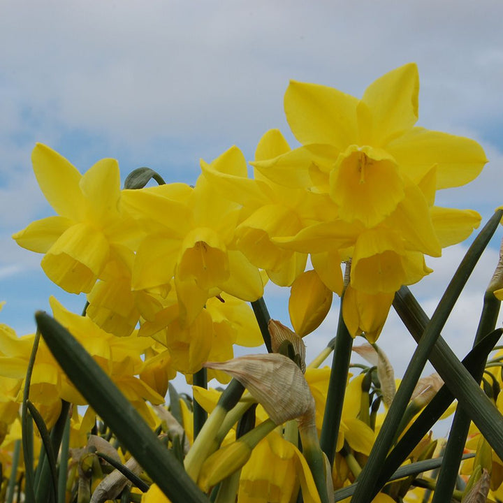 Fragrant Triandrus Narcissus Mix
