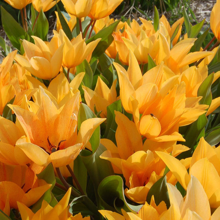Tulip praestans 'Shogun'