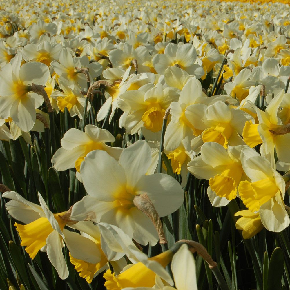 Narcissus 'Merel's Favourite'