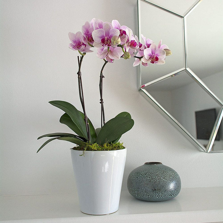 Blush White Compact Moth Orchids in 5" ceramic cachepot