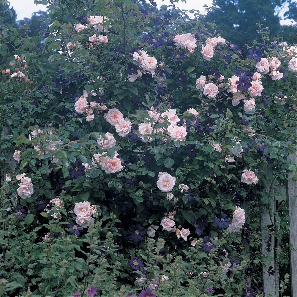 Dawn and Dusk Rose & Clematis Collection