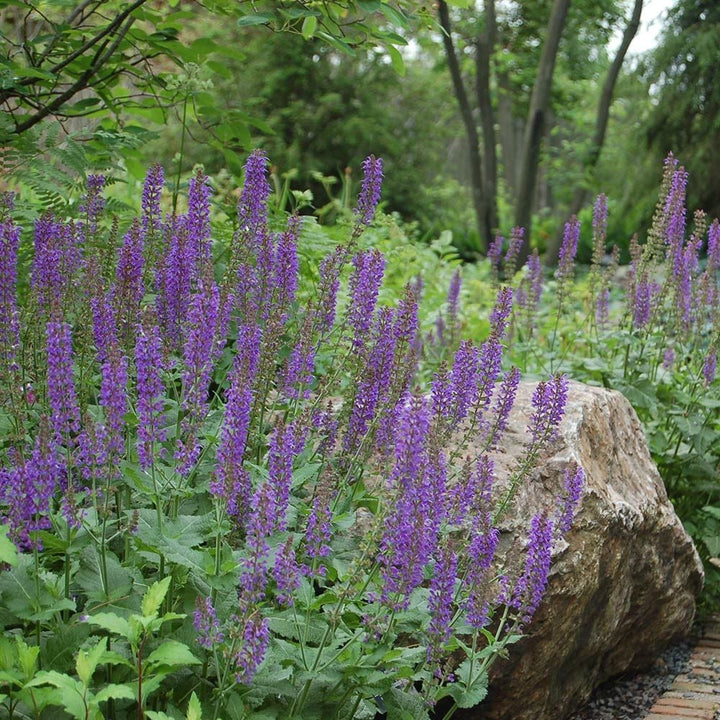 Salvia x sylvestris May Night