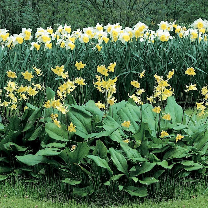 Erythronium 'Pagoda'