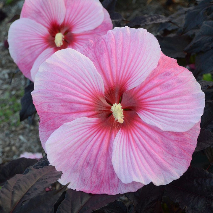 Hibiscus 'Starry Starry Night'