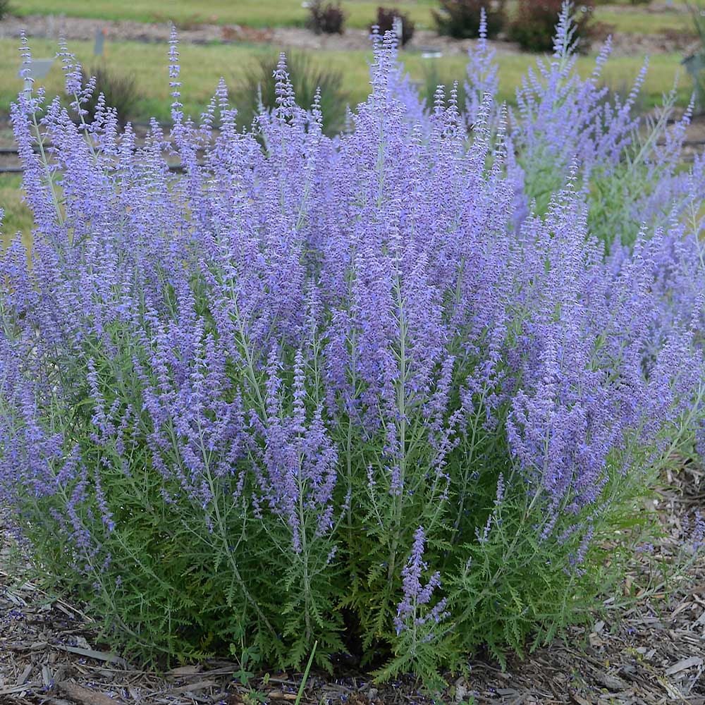 Salvia yangii 'Blue Jean Baby'