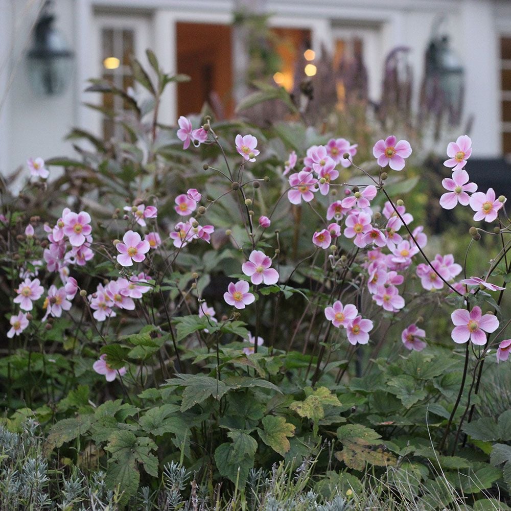 Anemone 'Robustissima'