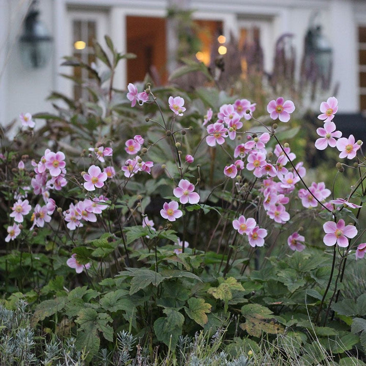 Anemone 'Robustissima'