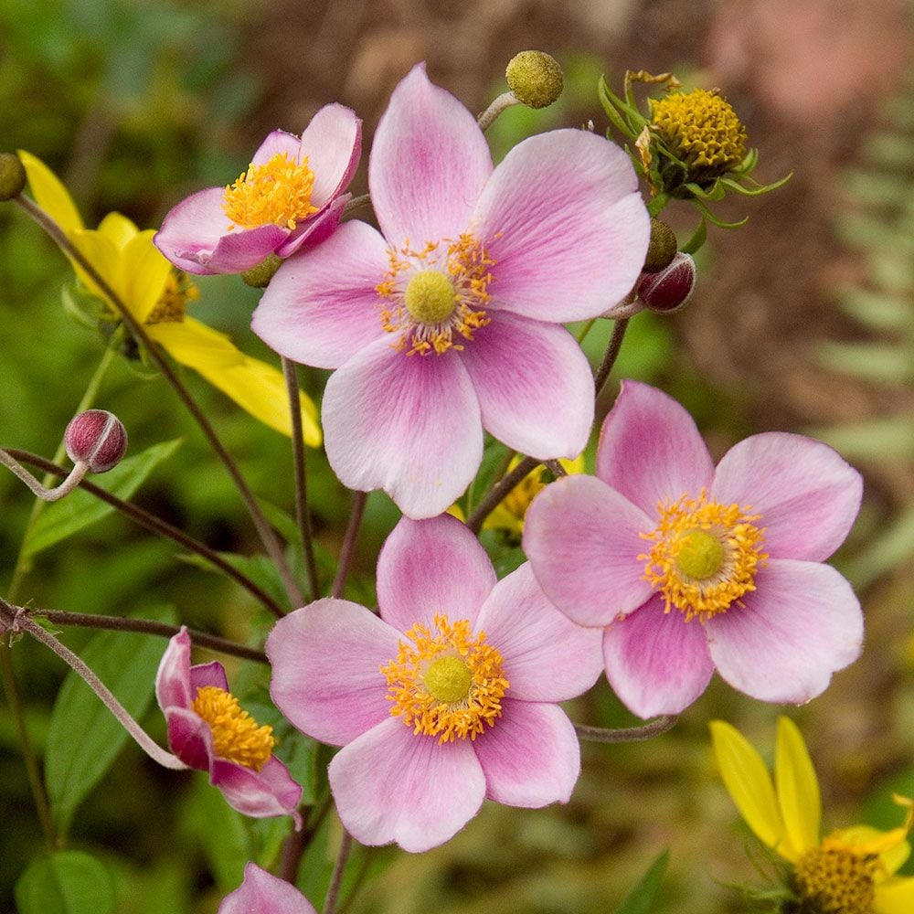 Anemone 'Robustissima'