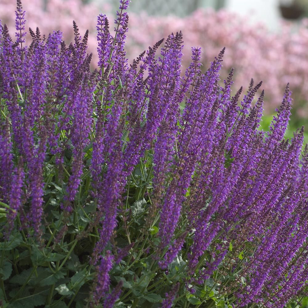 Salvia x sylvestris May Night