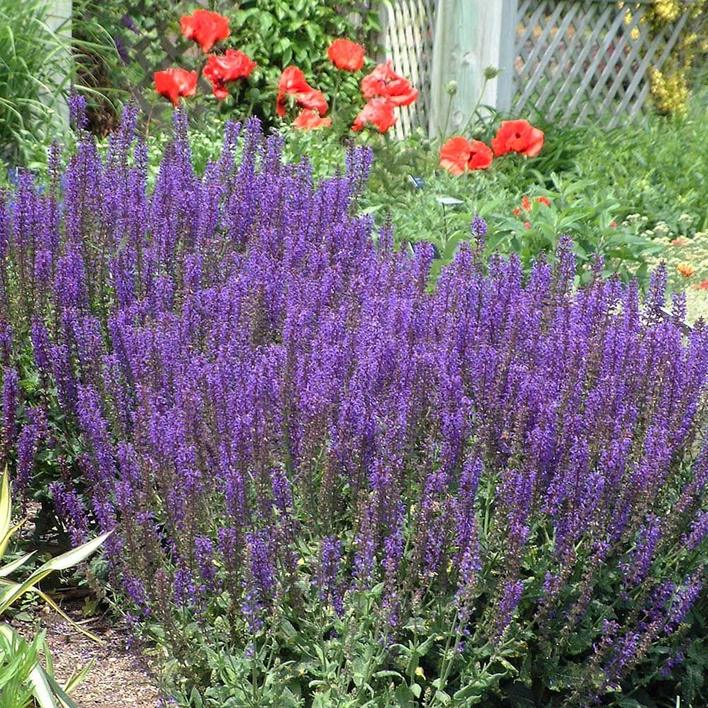 Salvia x sylvestris May Night
