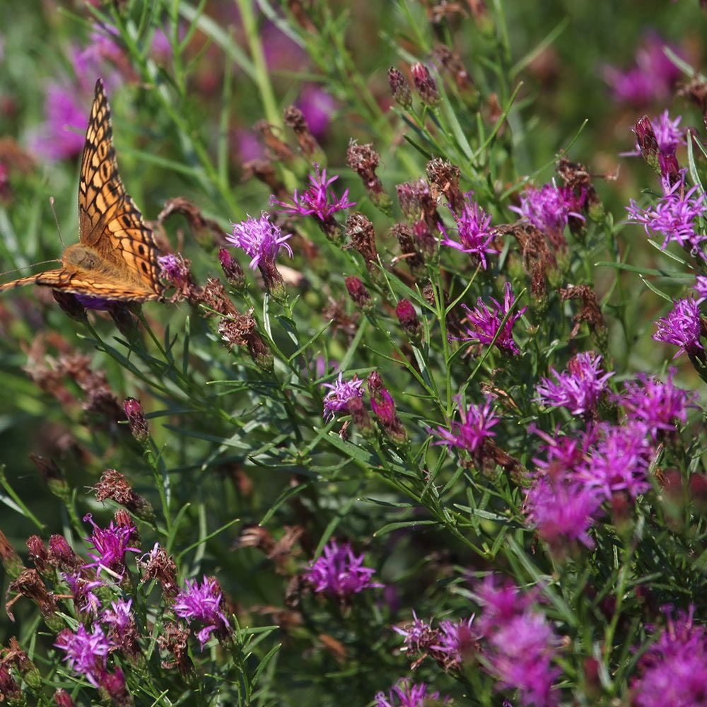 Vernonia lettermannii 'Iron Butterfly'