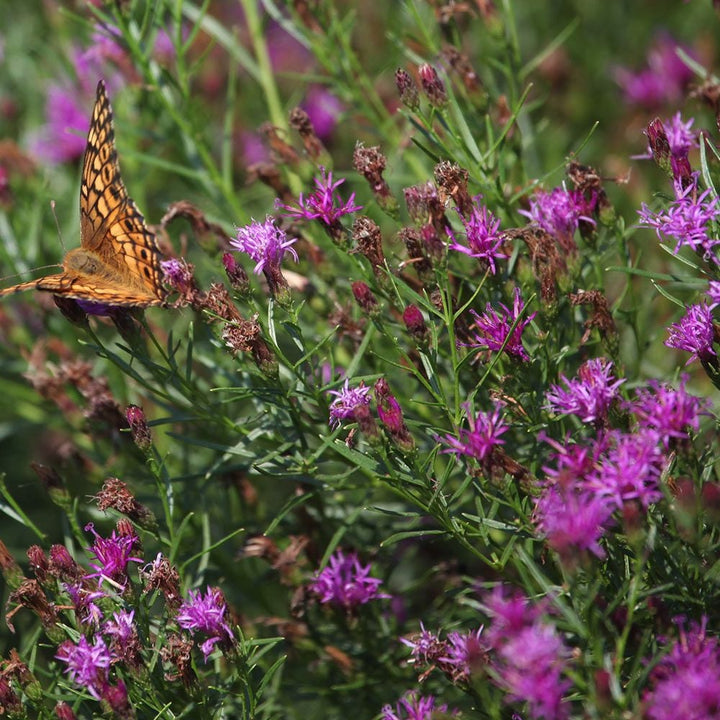 Vernonia lettermannii 'Iron Butterfly'