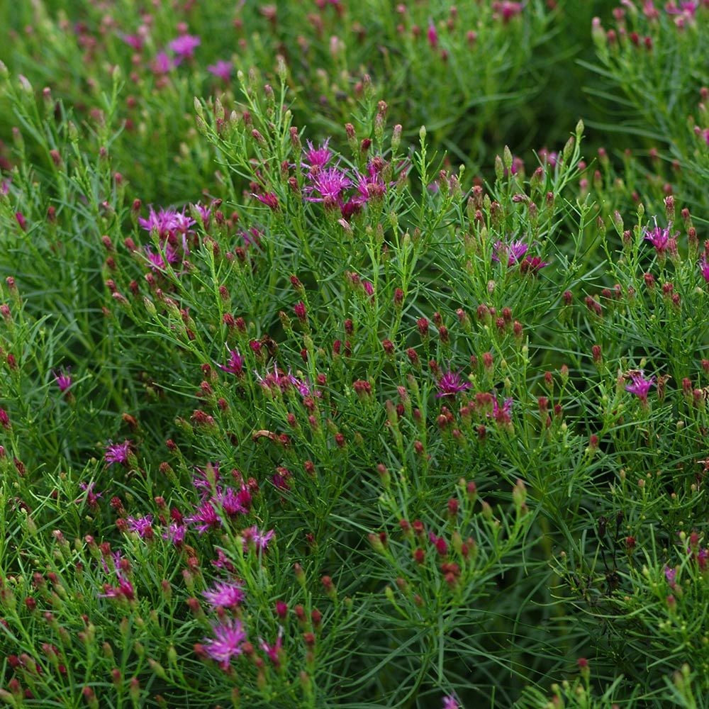 Vernonia lettermannii 'Iron Butterfly'