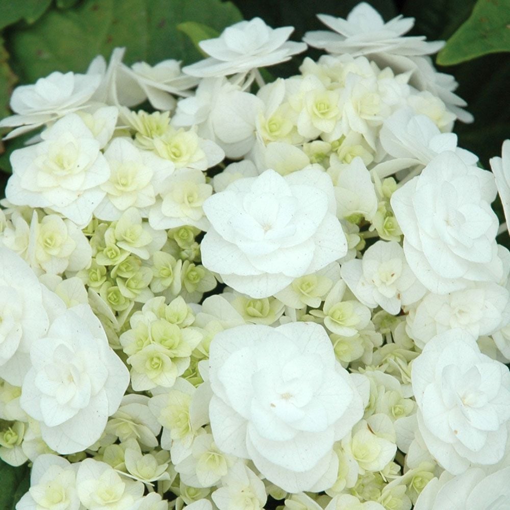 Hydrangea macrophylla 'Wedding Gown'