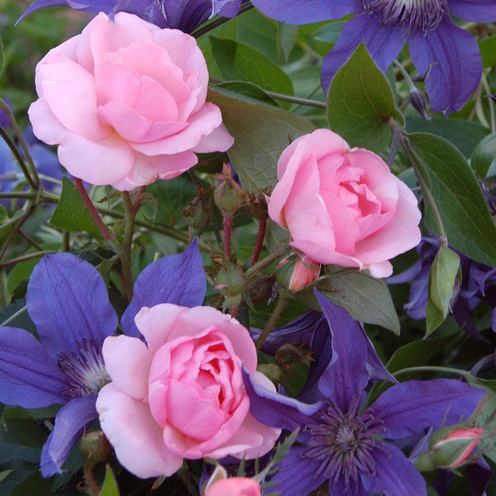 Full Season Color Duo Rose & Clematis Collection