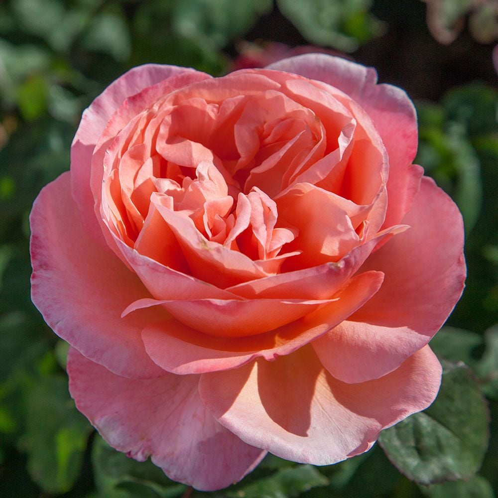 Rose Sweet Mademoiselle™