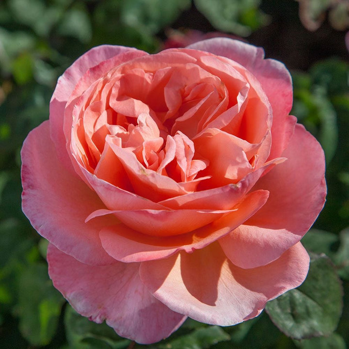 Rose Sweet Mademoiselle™