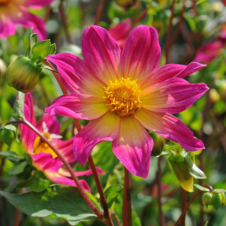 Dahlia 'Bright Eyes'