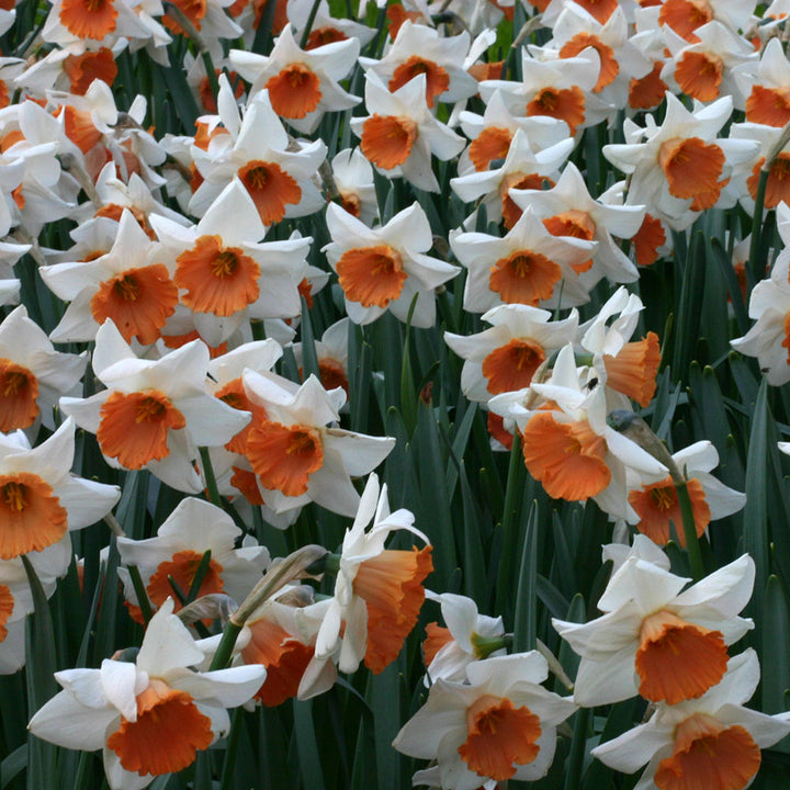 Narcissus 'Chromacolor'