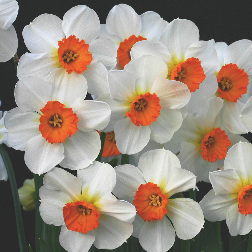 Narcissus 'Barrett Browning'