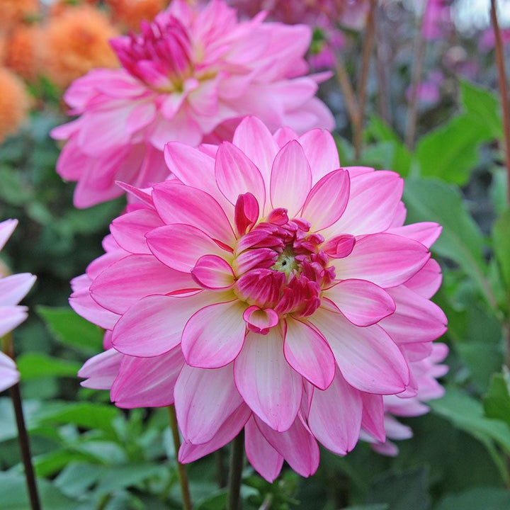 Dahlia 'Sincerity'