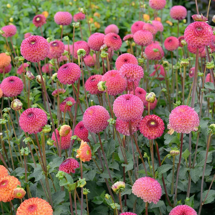 Dahlia 'Burlesca'