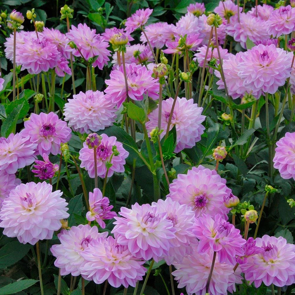 Dahlia 'Mediterrannee'