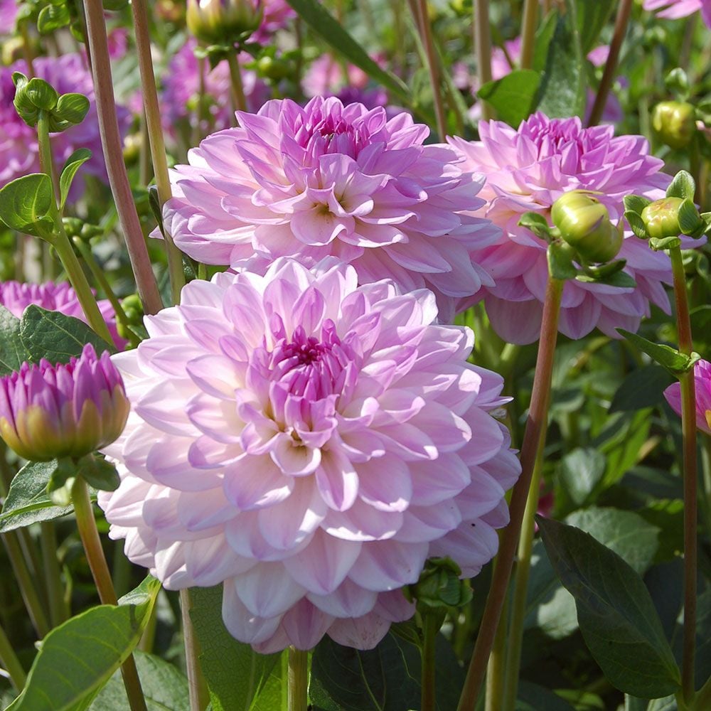 Dahlia 'Mediterrannee'