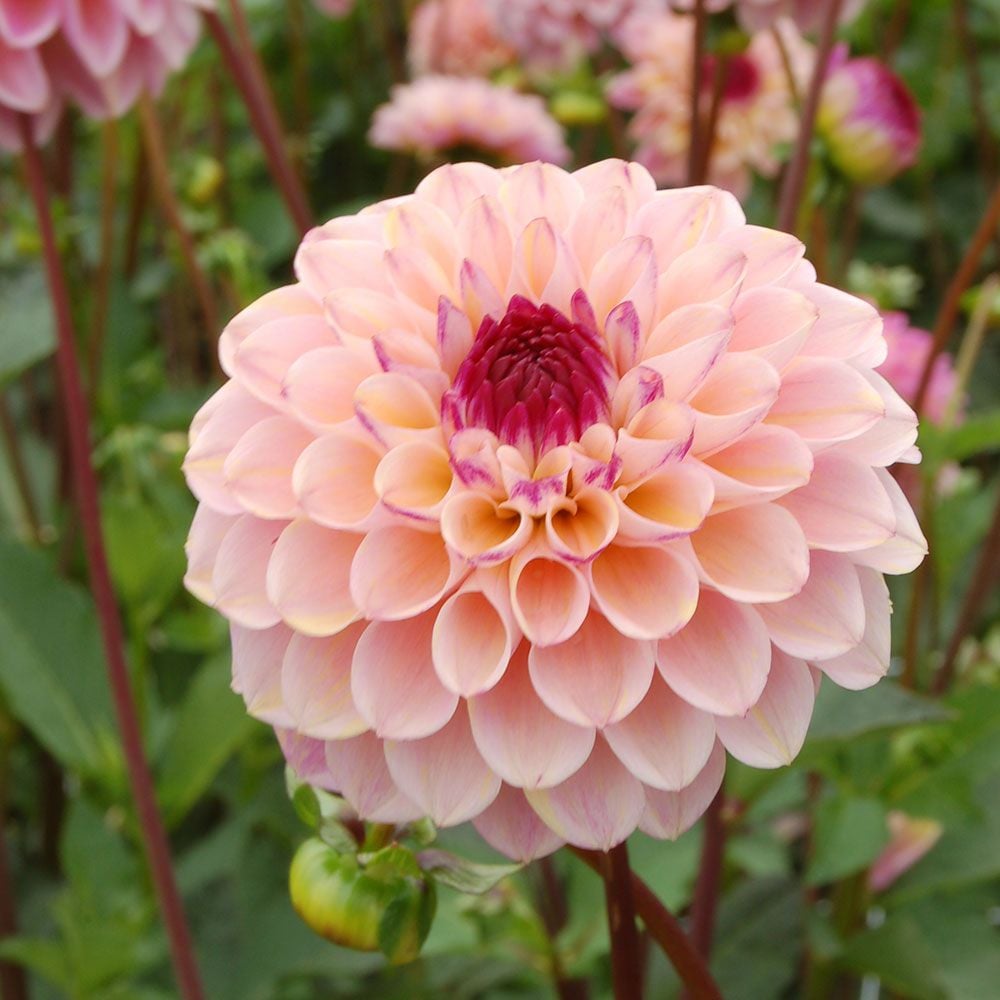 Dahlia 'Wine Eyed Jill'