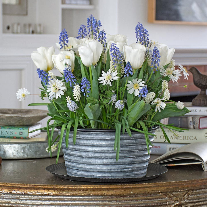 Three Months of Winter Bulb Gardens