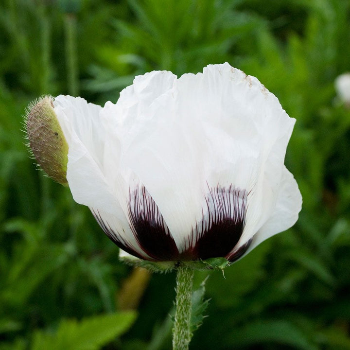 Papaver orientale 'Royal Wedding'