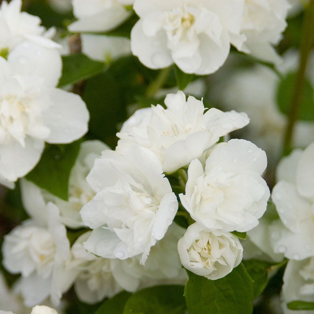 Philadelphus Snow White Sensation®
