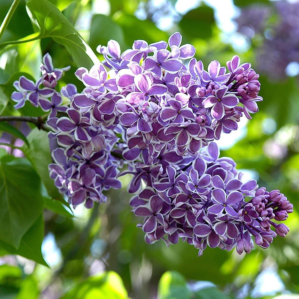 Syringa vulgaris 'Sensation'