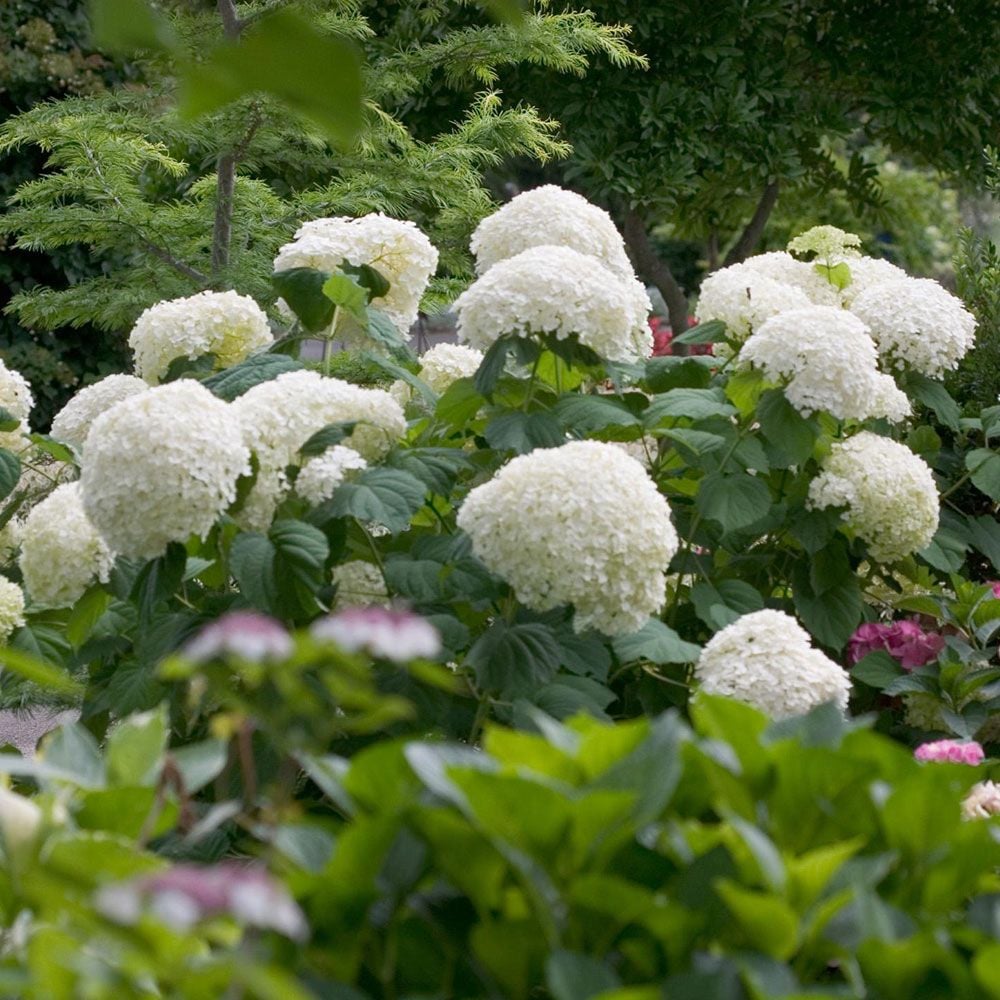 Hydrangea arborescens Incrediball®