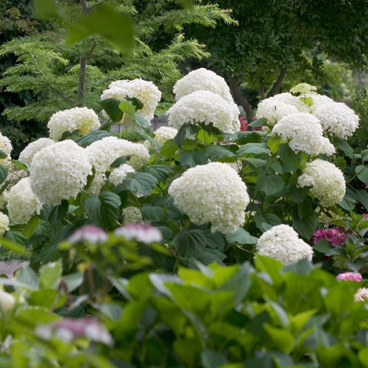 Hydrangea arborescens Incrediball®