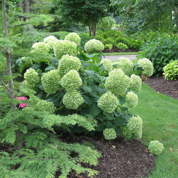 Hydrangea arborescens Incrediball®