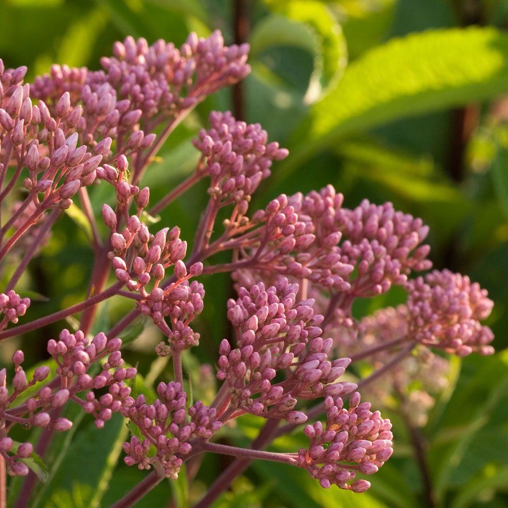 Eutrochium dubium 'Baby Joe'