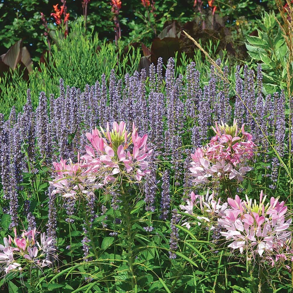 Agastache 'Blue Fortune'