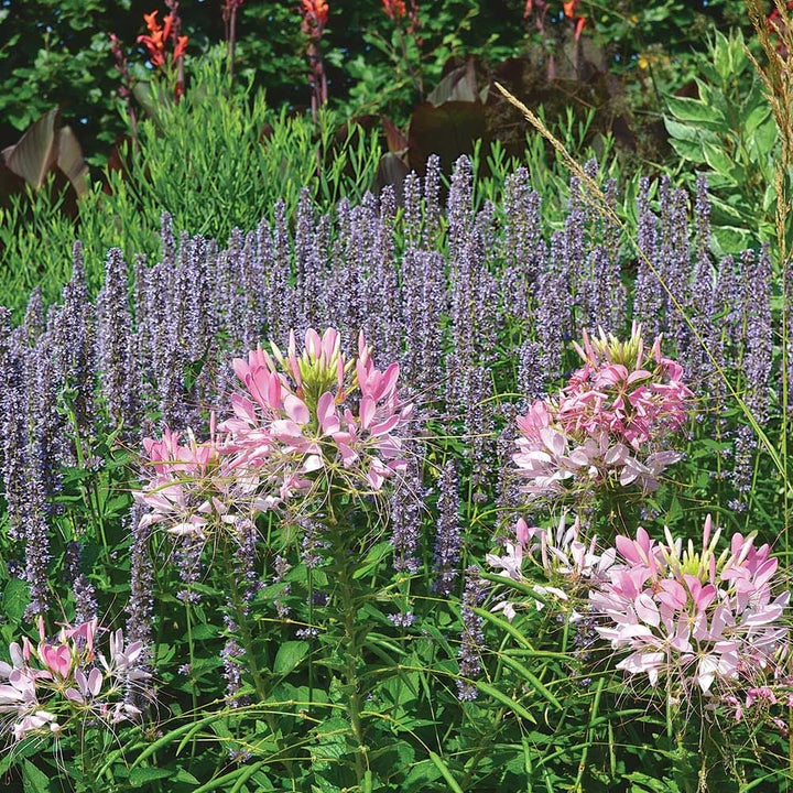 Agastache 'Blue Fortune'