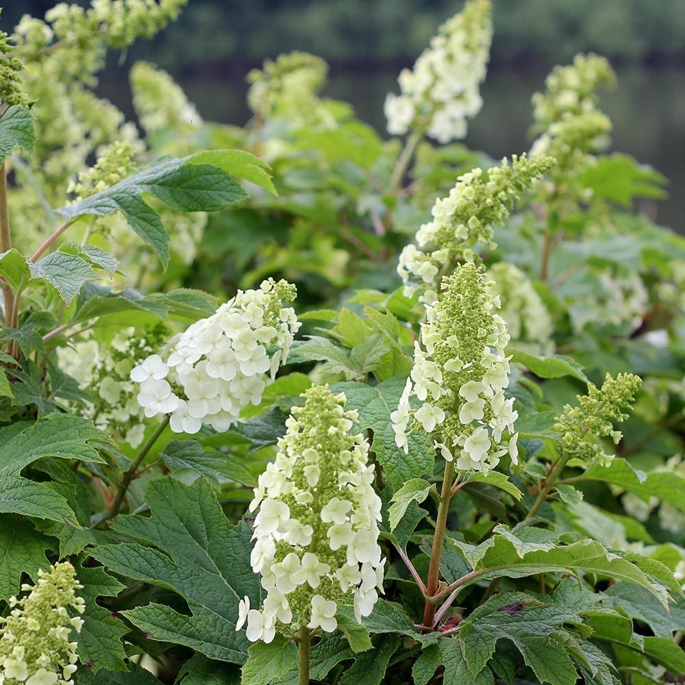 Hydrangea quercifolia Gatsby Gal®