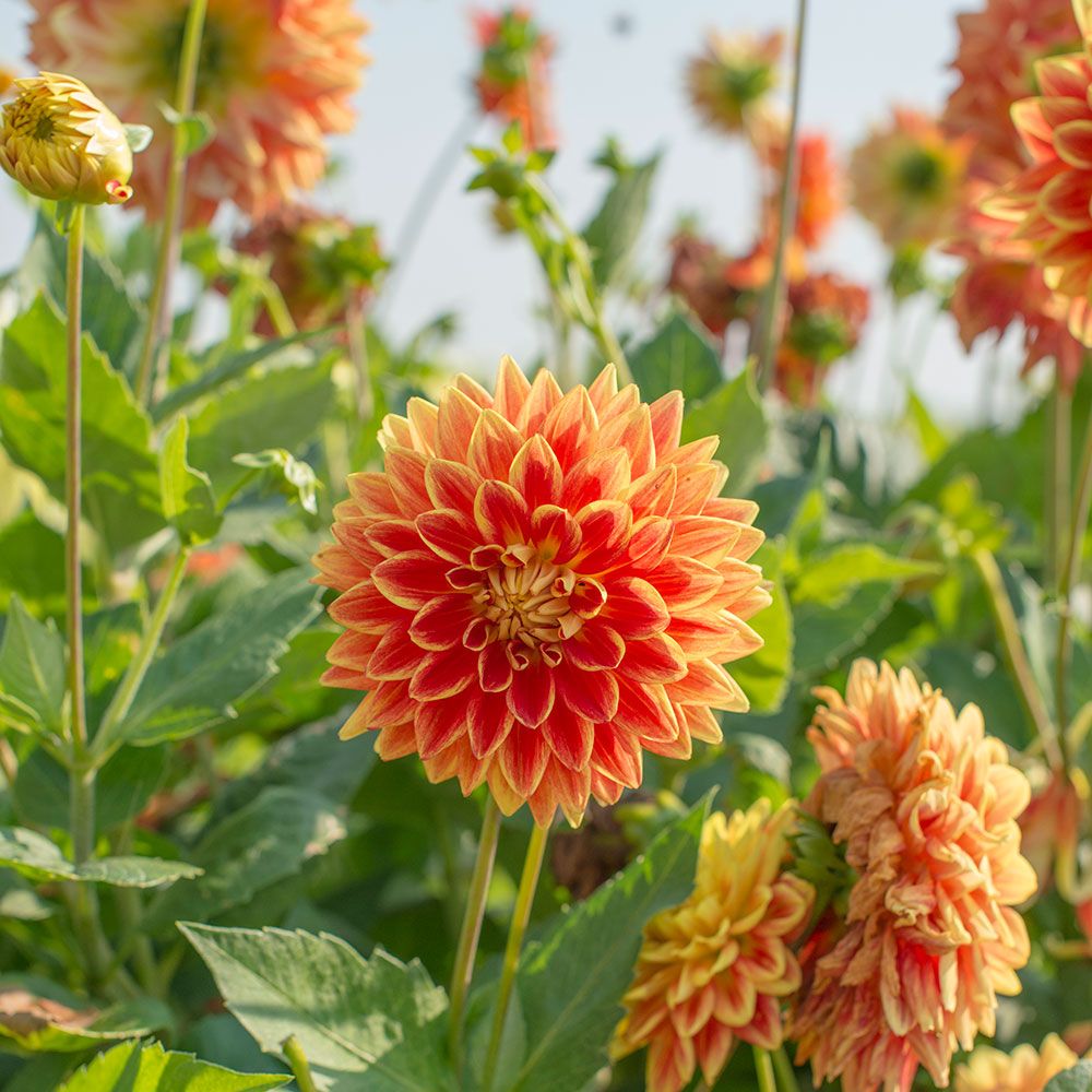 Dahlia 'Sun Explosion'