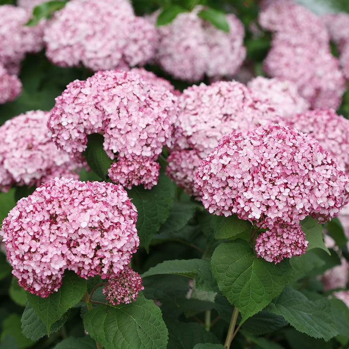 Hydrangea arborescens Incrediball® Blush