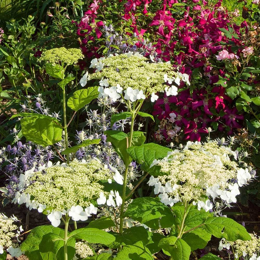 Hydrangea arborescens 'Haas' Halo'