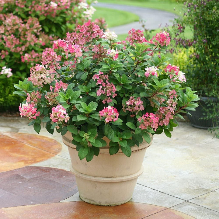 #size_1-quart-pot