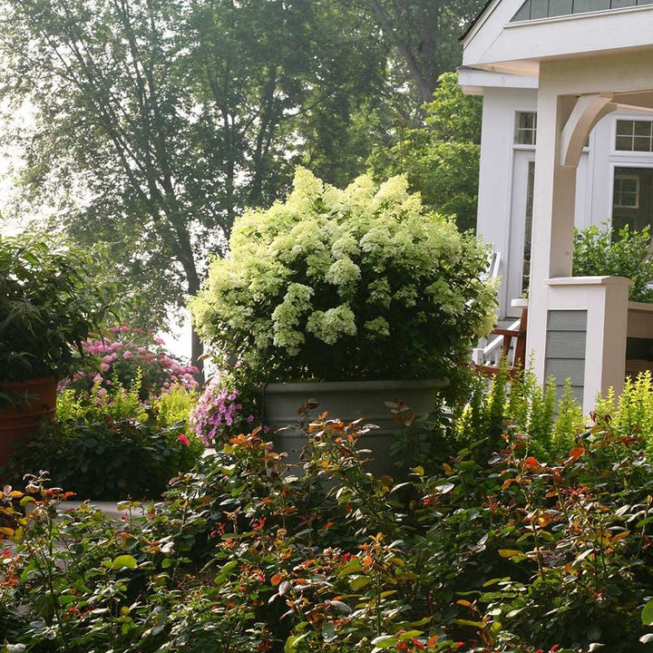 Hydrangea paniculata Bobo®