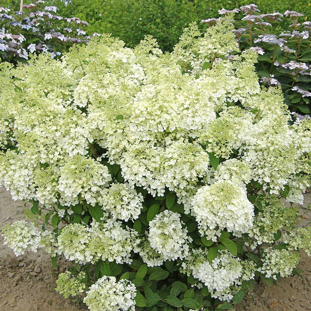 Hydrangea paniculata Bobo®